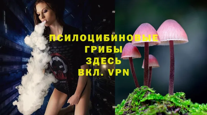 купить   Пошехонье  Псилоцибиновые грибы Psilocybe 